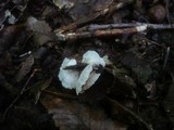 Crepidotus variabilis image