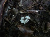 Crepidotus variabilis image