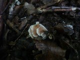 Crepidotus variabilis image
