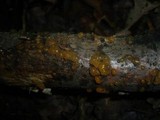 Dacrymyces stillatus image