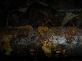 Dacrymyces stillatus image