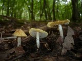 Inocybe rimosa image