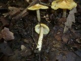 Inocybe rimosa image