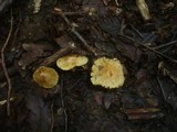 Inocybe rimosa image