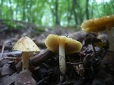 Inocybe rimosa image