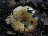 Lactarius acerrimus image