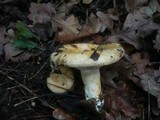 Lactarius acerrimus image