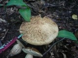 Leccinum pseudoscabrum image
