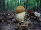 Leccinum pseudoscabrum image