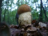 Leccinum pseudoscabrum image