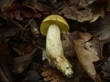 Leccinum pseudoscabrum image