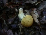 Leccinum pseudoscabrum image