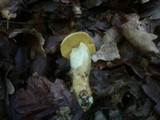 Leccinum pseudoscabrum image
