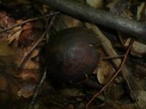 Leccinum pseudoscabrum image