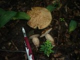 Leccinum pseudoscabrum image