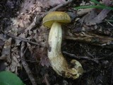 Leccinellum crocipodium image