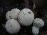 Lycoperdon mammiforme image