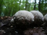 Lycoperdon mammiforme image