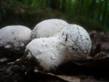 Lycoperdon mammiforme image