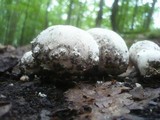 Lycoperdon mammiforme image