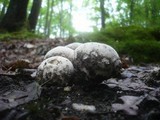 Lycoperdon mammiforme image
