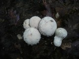 Lycoperdon mammiforme image