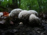Lycoperdon mammiforme image