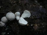 Lycoperdon mammiforme image