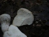 Lycoperdon mammiforme image
