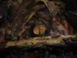 Flammulaster erinaceellus image
