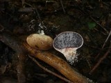 Scleroderma verrucosum image