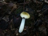 Russula carpini image