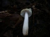 Russula carpini image