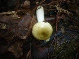 Russula carpini image