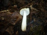 Russula carpini image