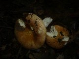 Russula maculata image