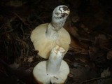 Russula maculata image