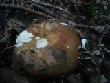 Russula vinosobrunnea image