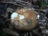 Russula vinosobrunnea image