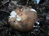 Russula vinosobrunnea image