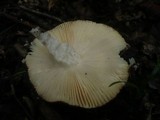 Russula vinosobrunnea image