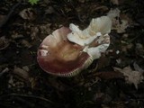Russula vinosopurpurea image