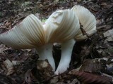 Russula vinosopurpurea image