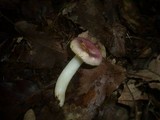 Russula fragilis image