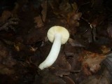 Russula fragilis image