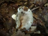 Russula grisea image