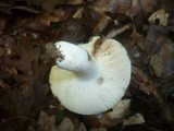 Russula grisea image