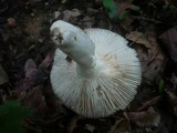 Russula heterophylla image
