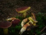 Boletus subtomentosus image