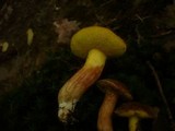 Boletus subtomentosus image